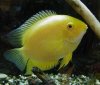 golden_severum.jpg