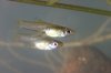 Gambusia%20affinis%201.jpg