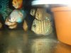 DSC00866.JPG