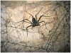 cave-spider72.jpg
