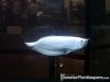 Platinum Silver Arowana 2.jpg