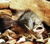 Rock Bass.jpg