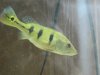 Rip's Fish 038.jpg