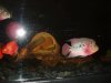 My 370 Gal. Aquarium!!!! 015.jpg