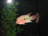 Kamaulau Flowerhorn & Indo zz @ 6 inches ea. 021.jpg