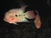 Kamaulau Flowerhorn & Indo zz @ 6 inches ea. 039.jpg