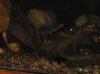 loach2.jpg