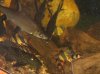 loach.jpg