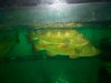 NICE CICHLA.jpg