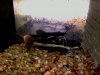 Nov 6th 2008 013.jpg
