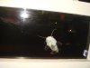 DSC03234.JPG
