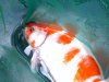 Fish 2 007.jpg