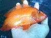 Fish 2 009.jpg