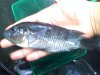 Fish 2 010.jpg