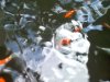 Fish 2 004.jpg