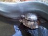 Fish 2 011.jpg