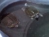 Fish 2 012.jpg
