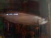 Fish 2 005.jpg
