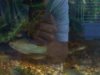 Fish 2 006.jpg