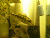 Fish 025.JPG