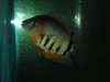 red head severum.jpg
