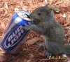 squirreldrunk5.jpg