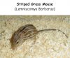 striped mouse.jpg