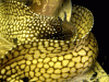 yhst-99454104011929_2028_2047539.gif