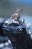 iquana_lava_lizard.jpg