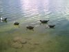 DUCKS.jpg