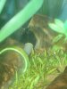 Swordtail_03.JPG