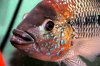 Glass banging Umbee 4.jpg