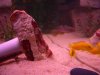 new cichlids & poly 007.JPG