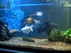 fishes.jpg
