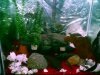 70 gallon tangs 010.jpg