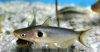 sun_catfish.jpg