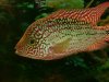 DSC01137-1.JPG