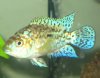 fishies 018.JPG
