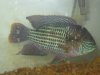 fishies 008.JPG