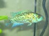 fishies 017.JPG