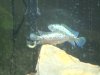 fishies 019.JPG