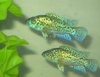 fishies 022.JPG