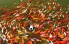 duck-fish_1115374c.jpg