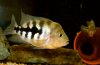 Chancho Male 1.jpg