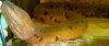 Symbranchus_marmoratus1.jpg Symbranchus_marmoratus1.jpg