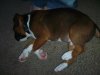 puppy day 1 028.jpg