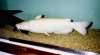i_punctatus3.jpg