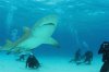 sharks-954.jpg