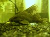 Fish 027.JPG
