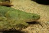 bichir_bichir1_362.JPG